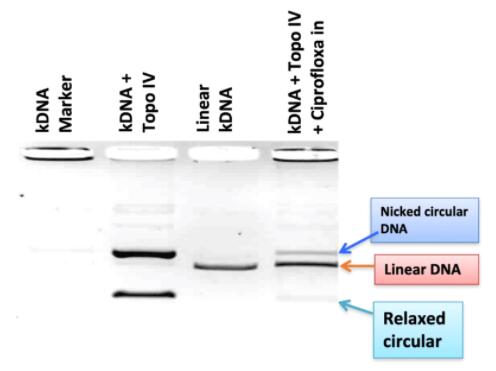 E. coli Topoisomerase IV.jpg